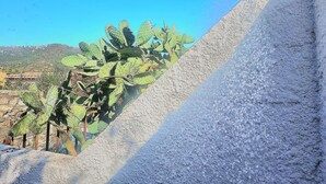 A cactus plant with a clear blue sky in the background.