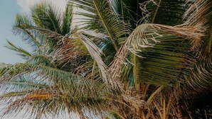 شاطئ خاص، رمال بيضاء، كراسي للتشمس، مناشف للشاطئ