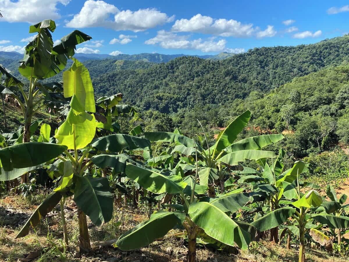 Our Plaintain plantation.  You receive some from our outstanding crew. 