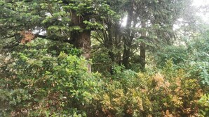 A dense forest with various trees and shrubs. - Close to the countryside (Tornac)