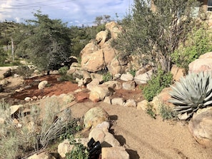 Surrounded by native vegetation, this serene landscape features a prominent agave plant amidst a variety of rocks.