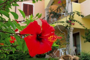 Exterior detail - Apartment with pool in the Residence Badus (Badesi)