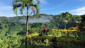 Un paisaje verde y exuberante con una palmera destacada en primer plano, vegetación densa y una cadena montañosa al fondo.