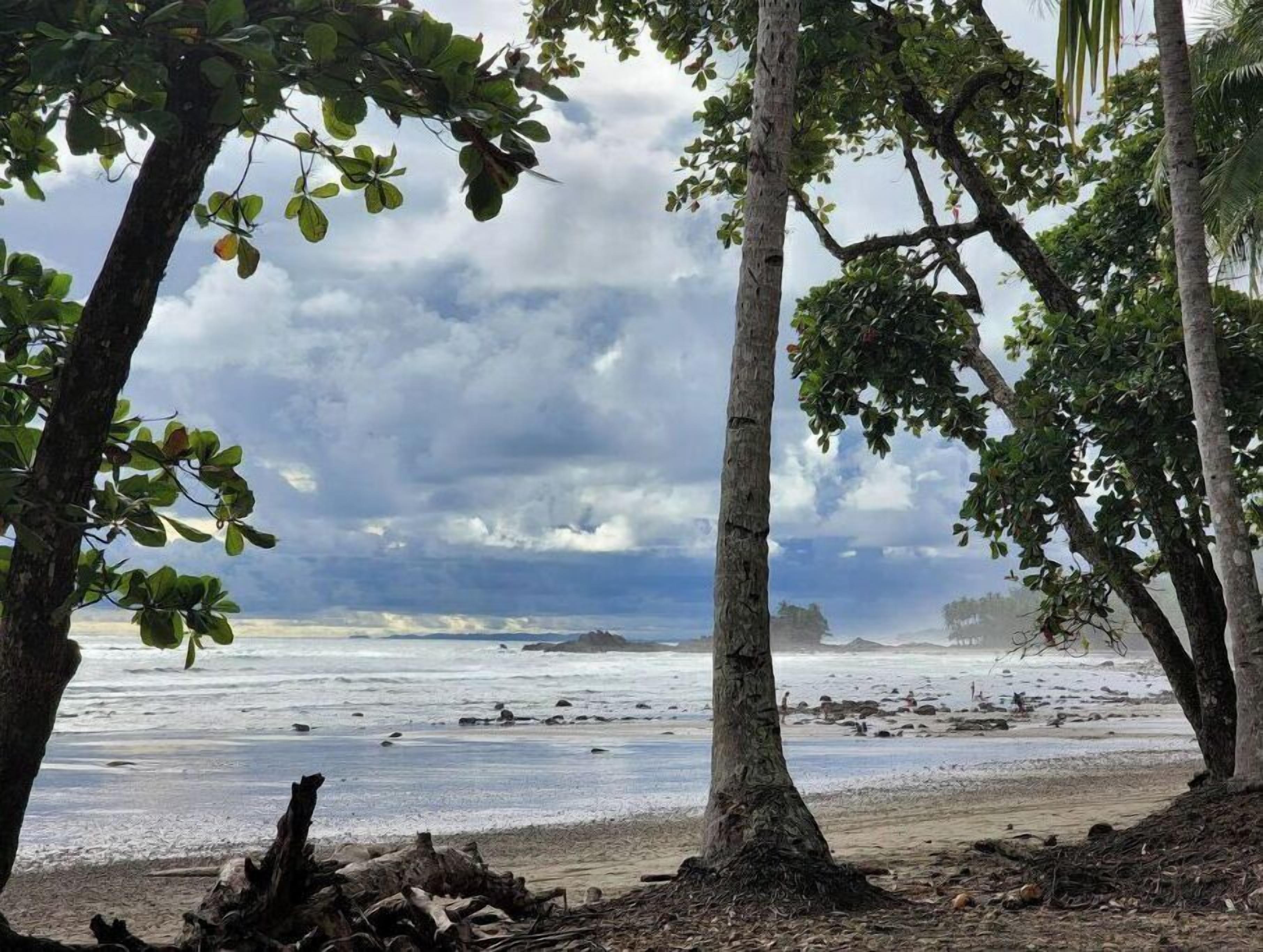 A beach scene with trees and the ocean.
