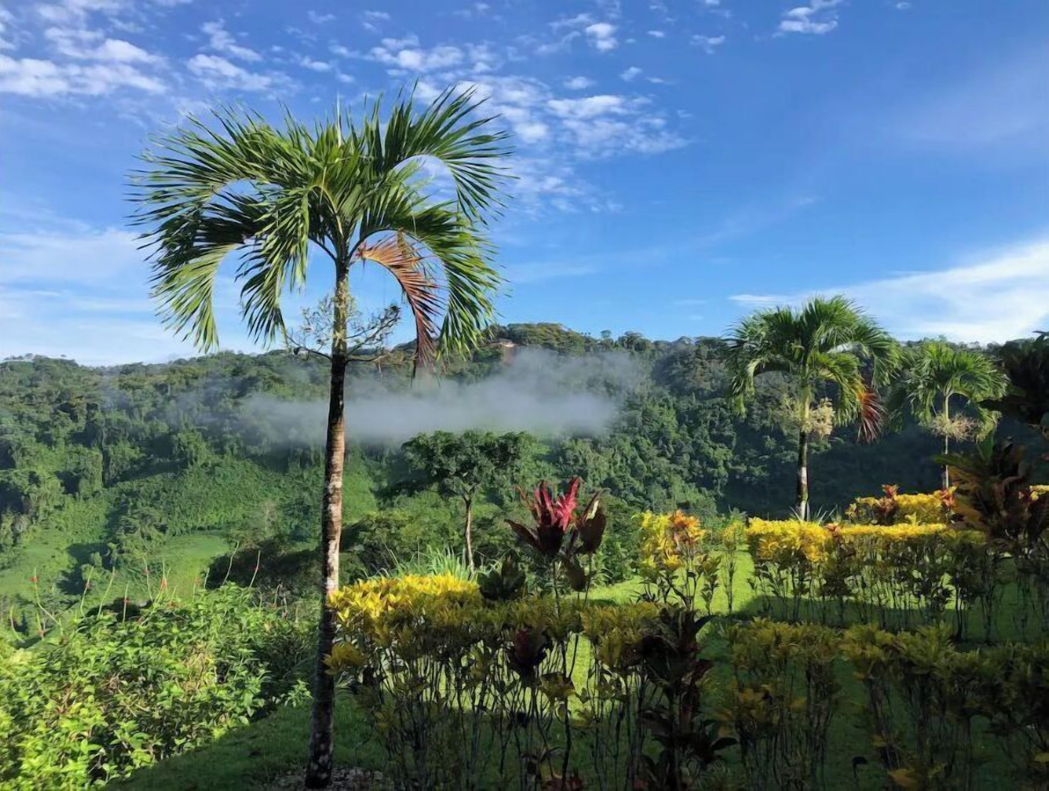 Paesaggio verde e rigoglioso con una palma in primo piano e una catena montuosa sullo sfondo.