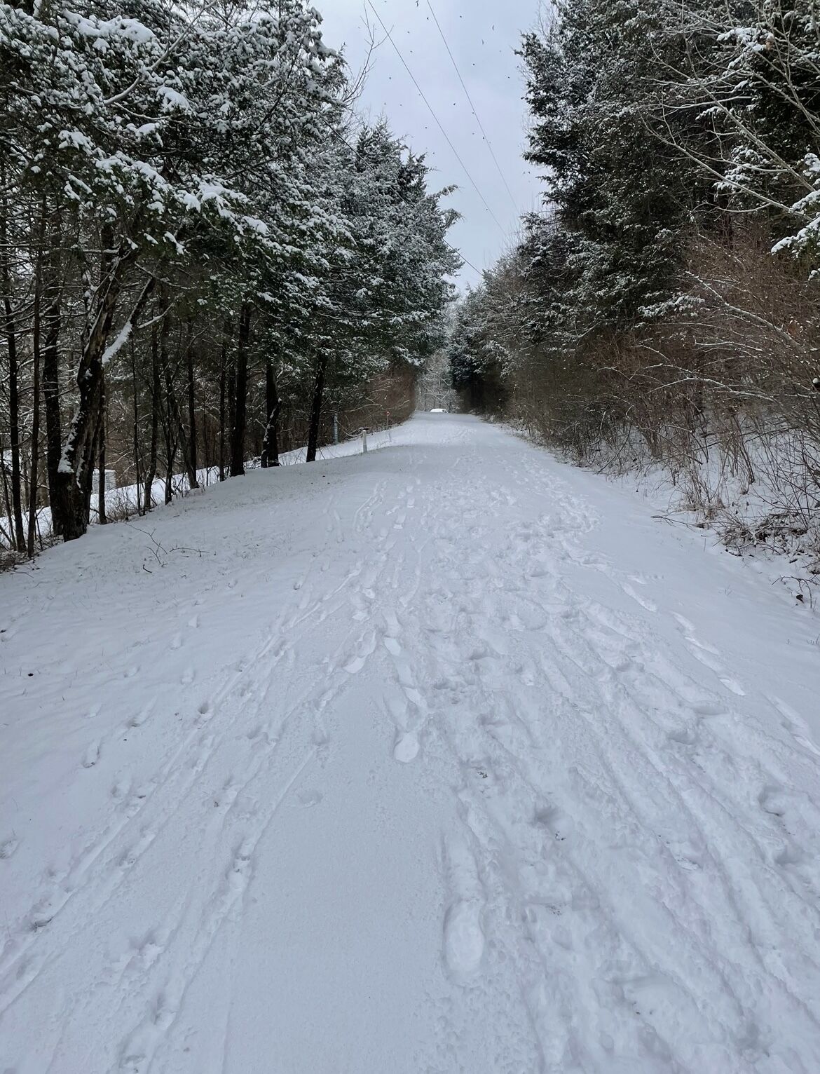 A snow-covered road flanked by trees.