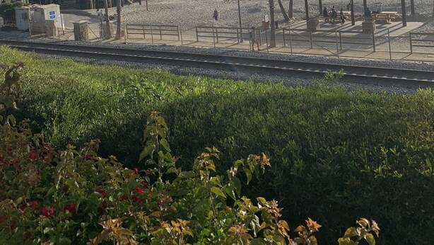 Une plage bordée de palmiers, une jetée et une voie ferrée au premier plan.