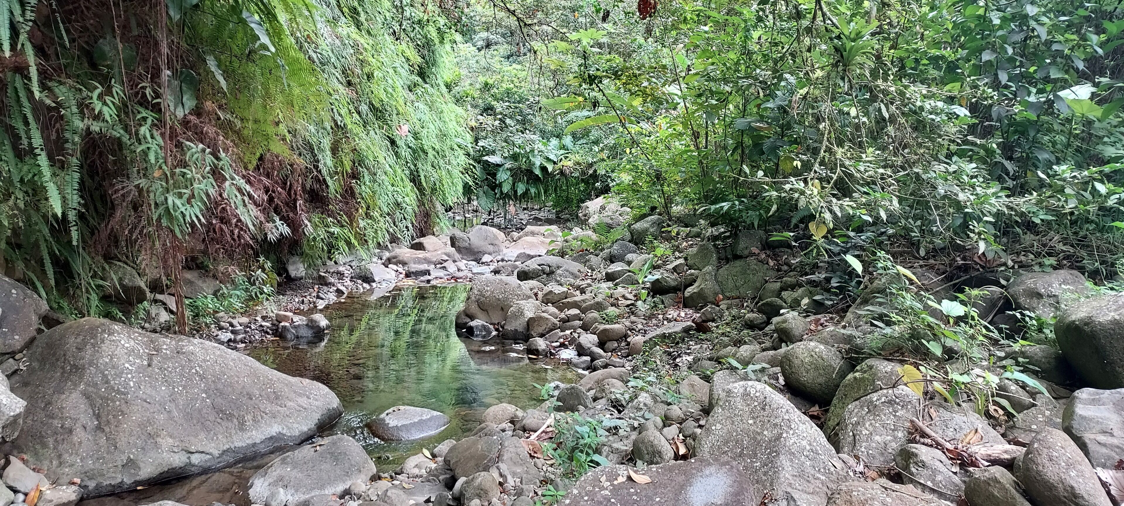 A natural stream with rocks and greenery.
