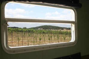 Una ventana con vista a un viñedo.