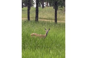 Un cerf dans un champ herbeux, avec des arbres en arrière-plan.