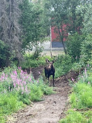 Property grounds - Private Home on Hatcher Pass (Willow)