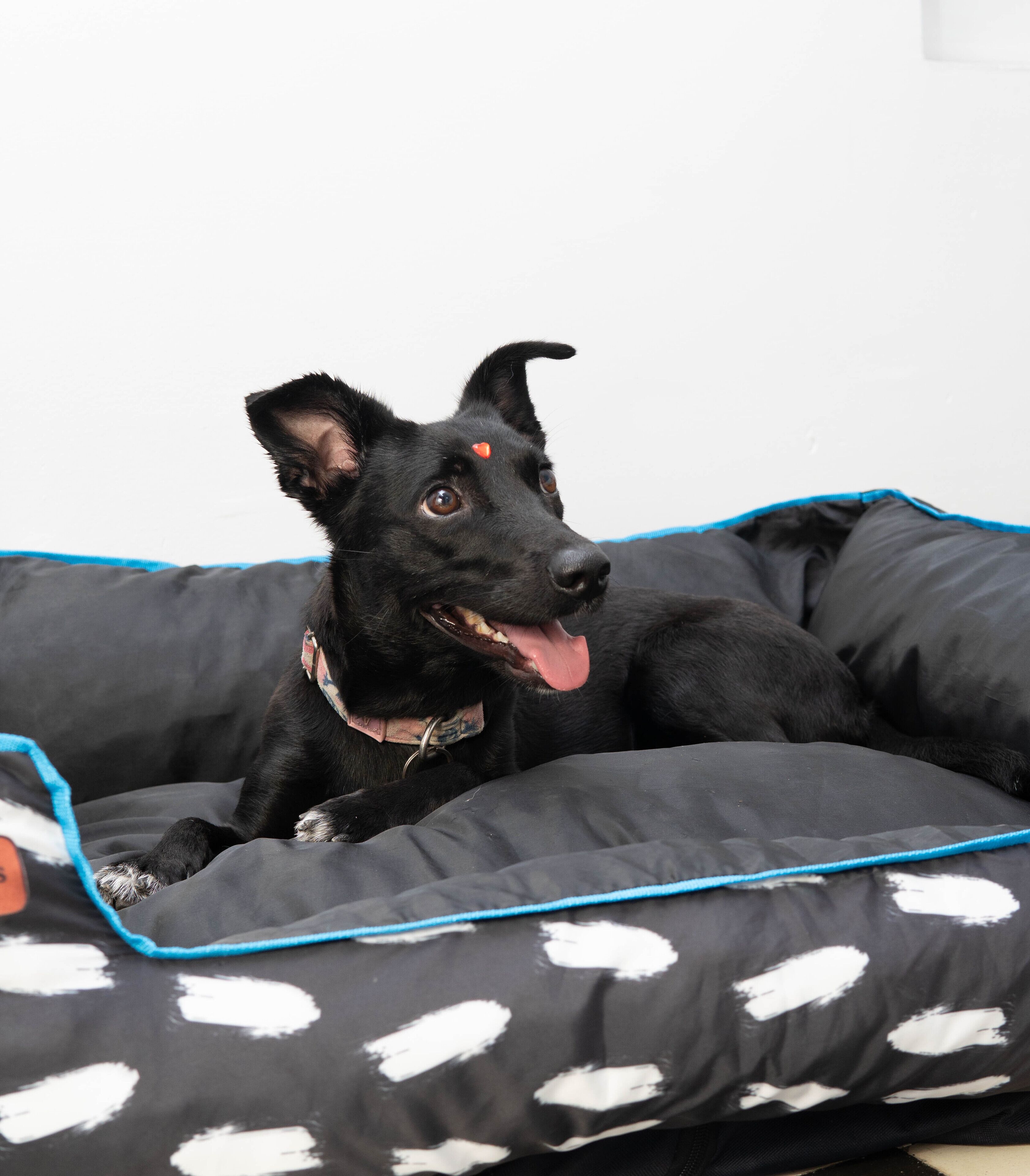 Foto - La Puerta Azul