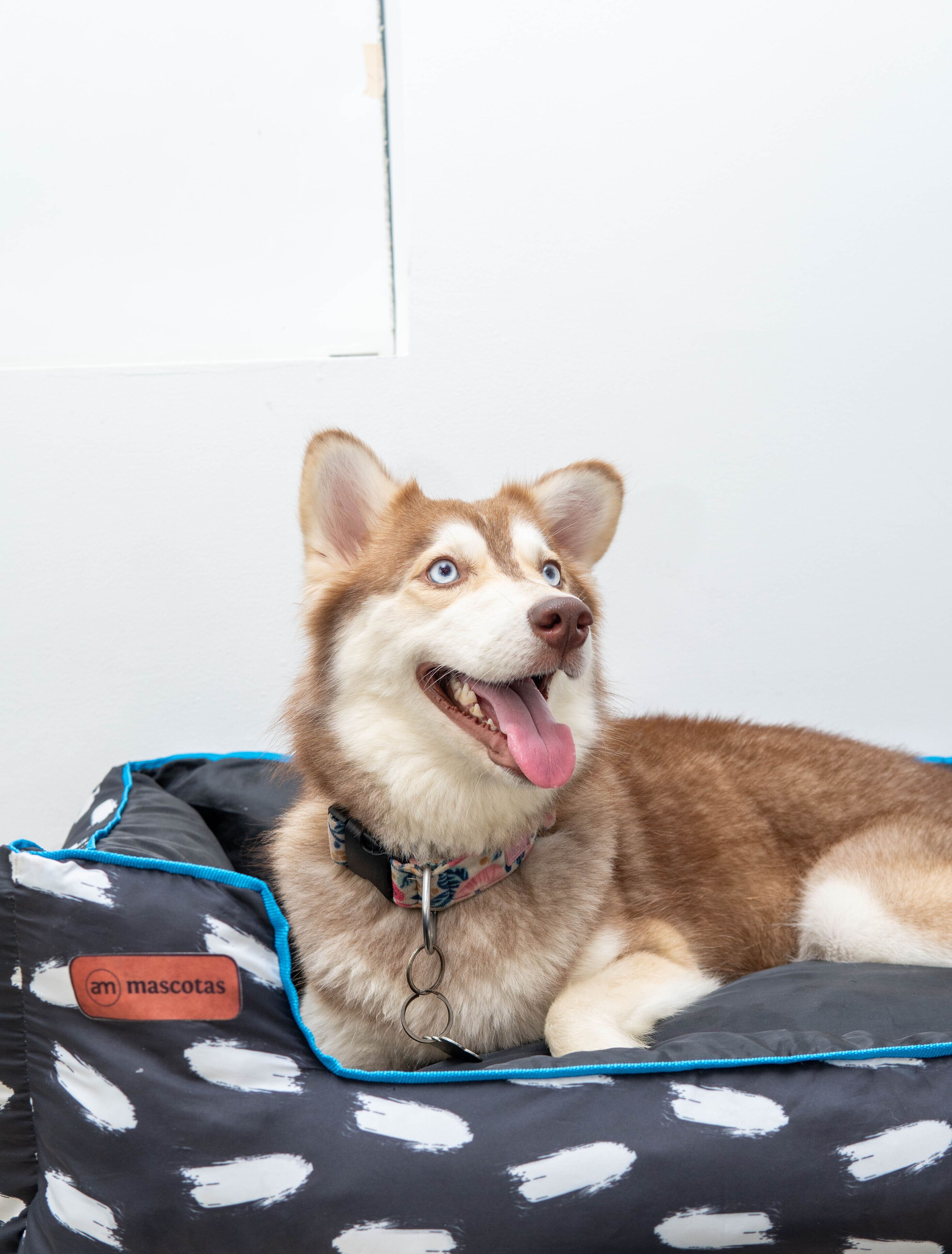 Foto - La Puerta Azul