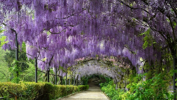 A pathway lined with purple wisteria vines and greenery. - Podere Apostoli (Bagno a Ripoli)