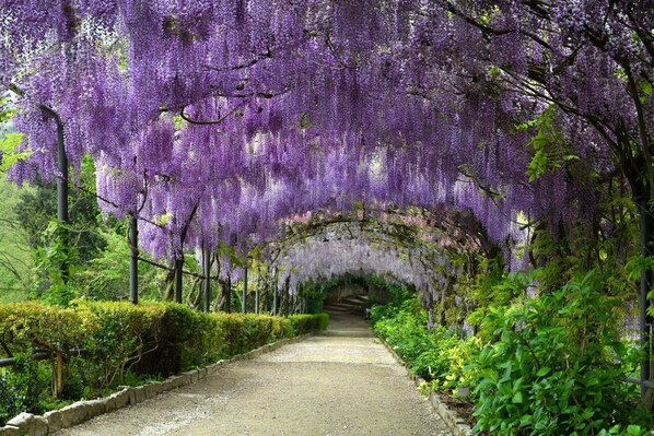 A pathway lined with purple wisteria vines and greenery. - Podere Apostoli (Bagno a Ripoli)