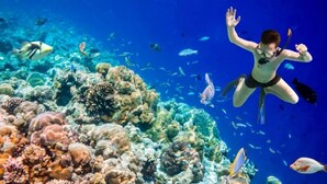 Una persona buceando con un arrecife de coral y varios peces de fondo.