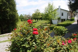 A garden with red roses, a gravel path, and a white building in the background.