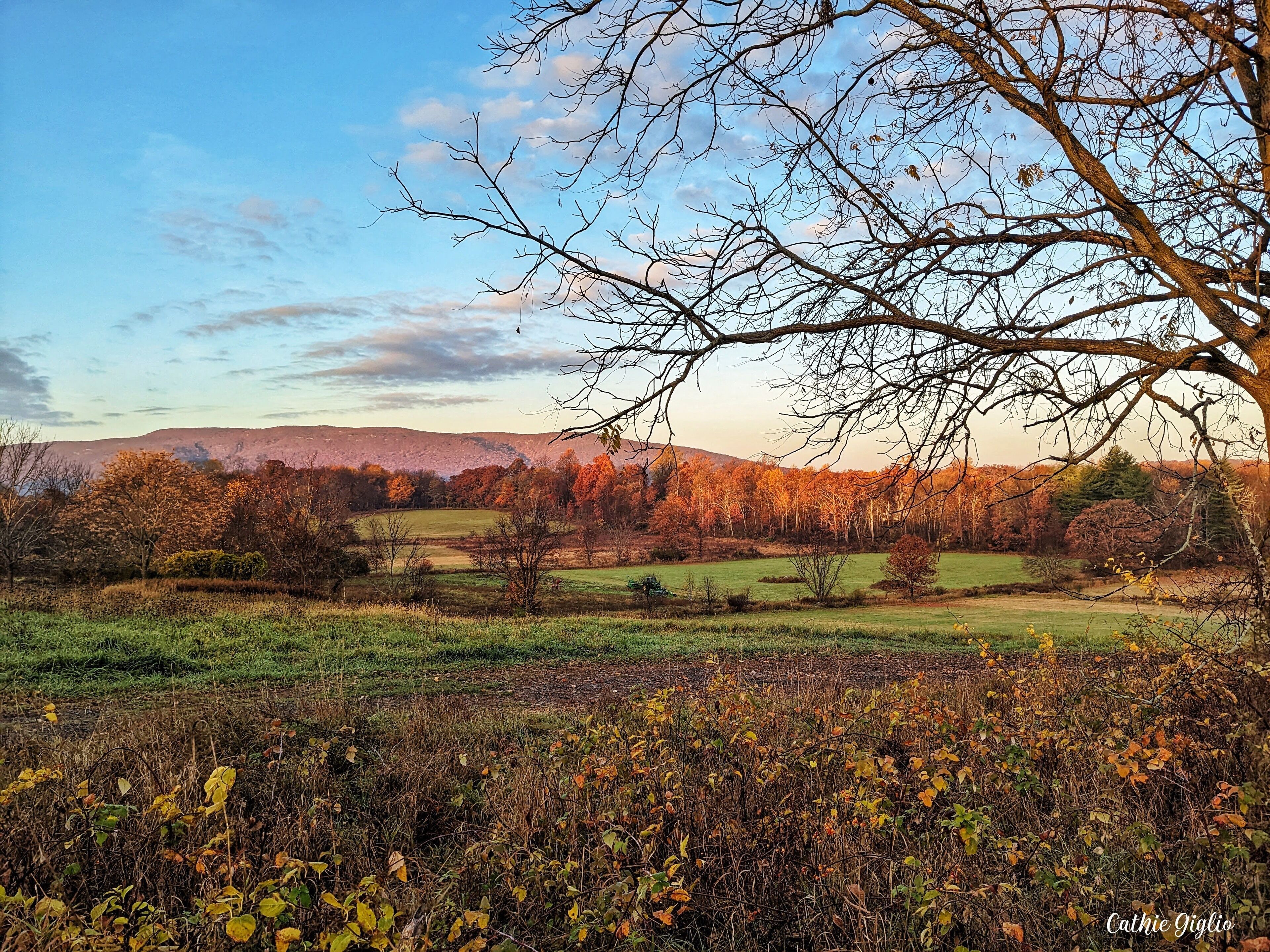 A landscape with a tree in the foreground, a field, and hills in the background.