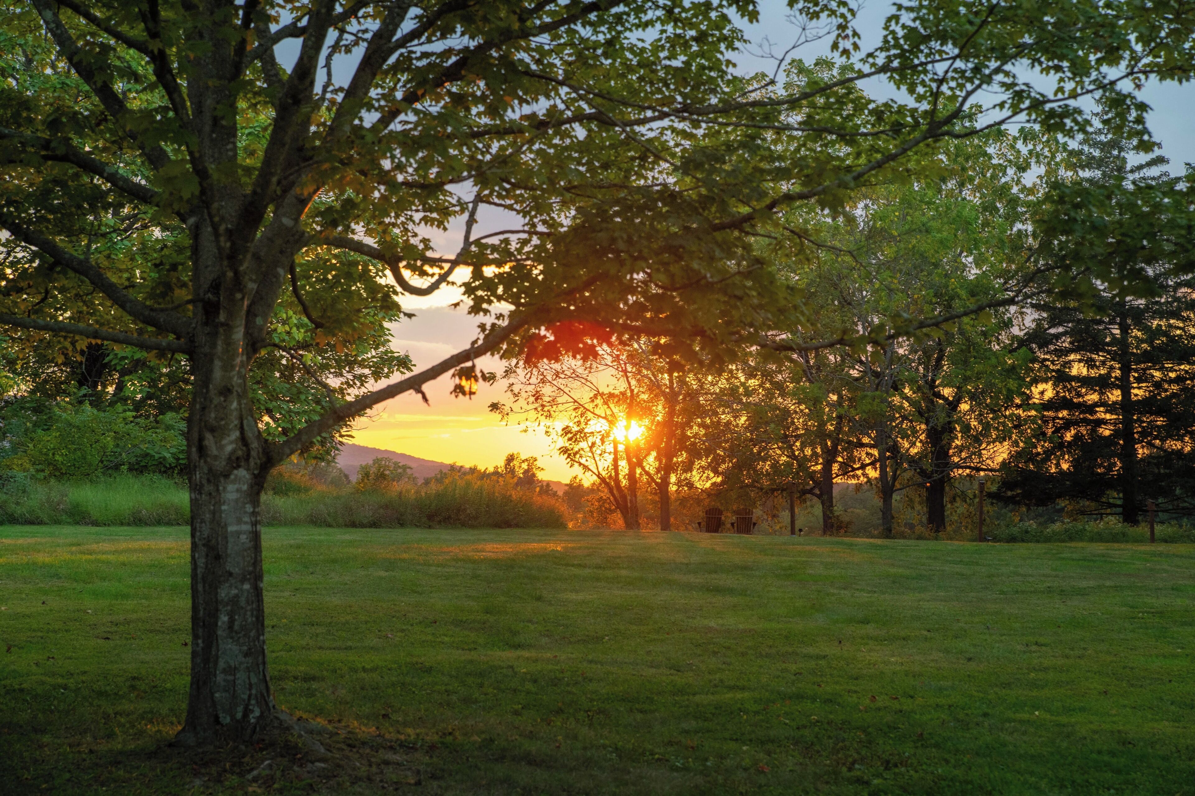 A tree-lined field with a sunset in the background.