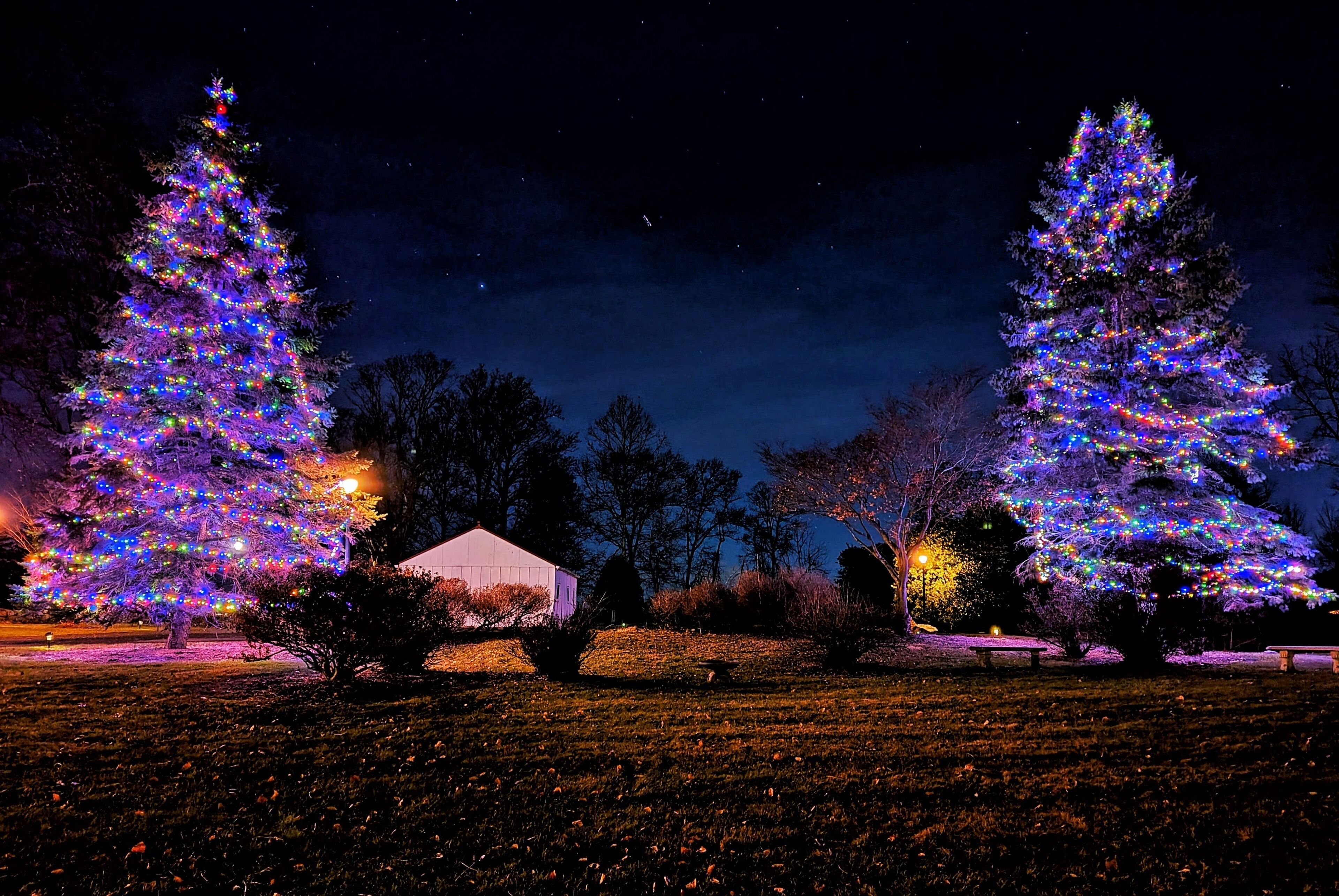 A nighttime scene with two illuminated Christmas trees in a park.