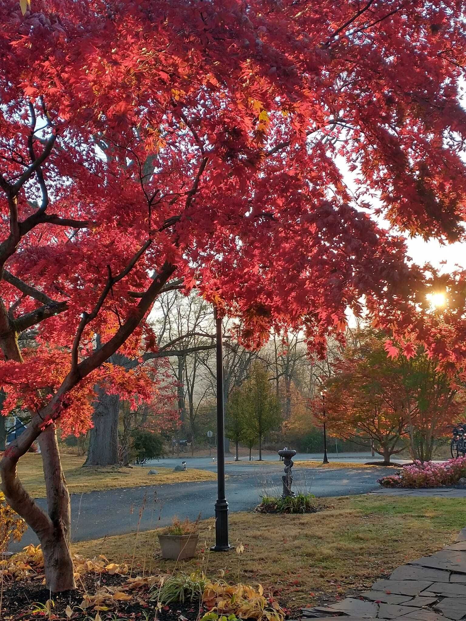 A park with red foliage trees, a paved walkway, and a fountain.