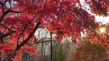 A park with red foliage trees, a paved walkway, and a fountain.