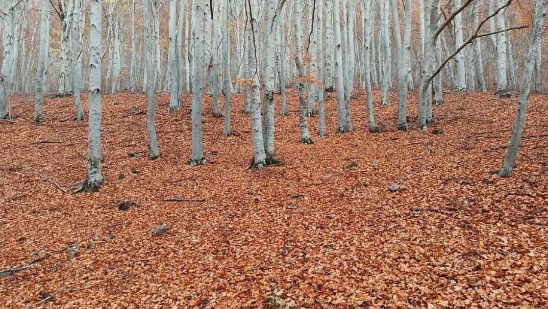 A forest with numerous trees and a ground covered in fallen leaves.