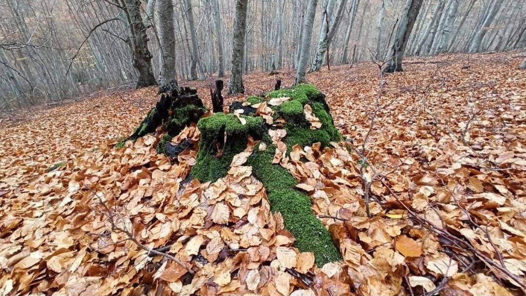 A forest floor covered with fallen leaves and a moss-covered tree stump.
