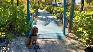 A sign for Banana Bay Restaurant & Bar with a dog sitting in front.