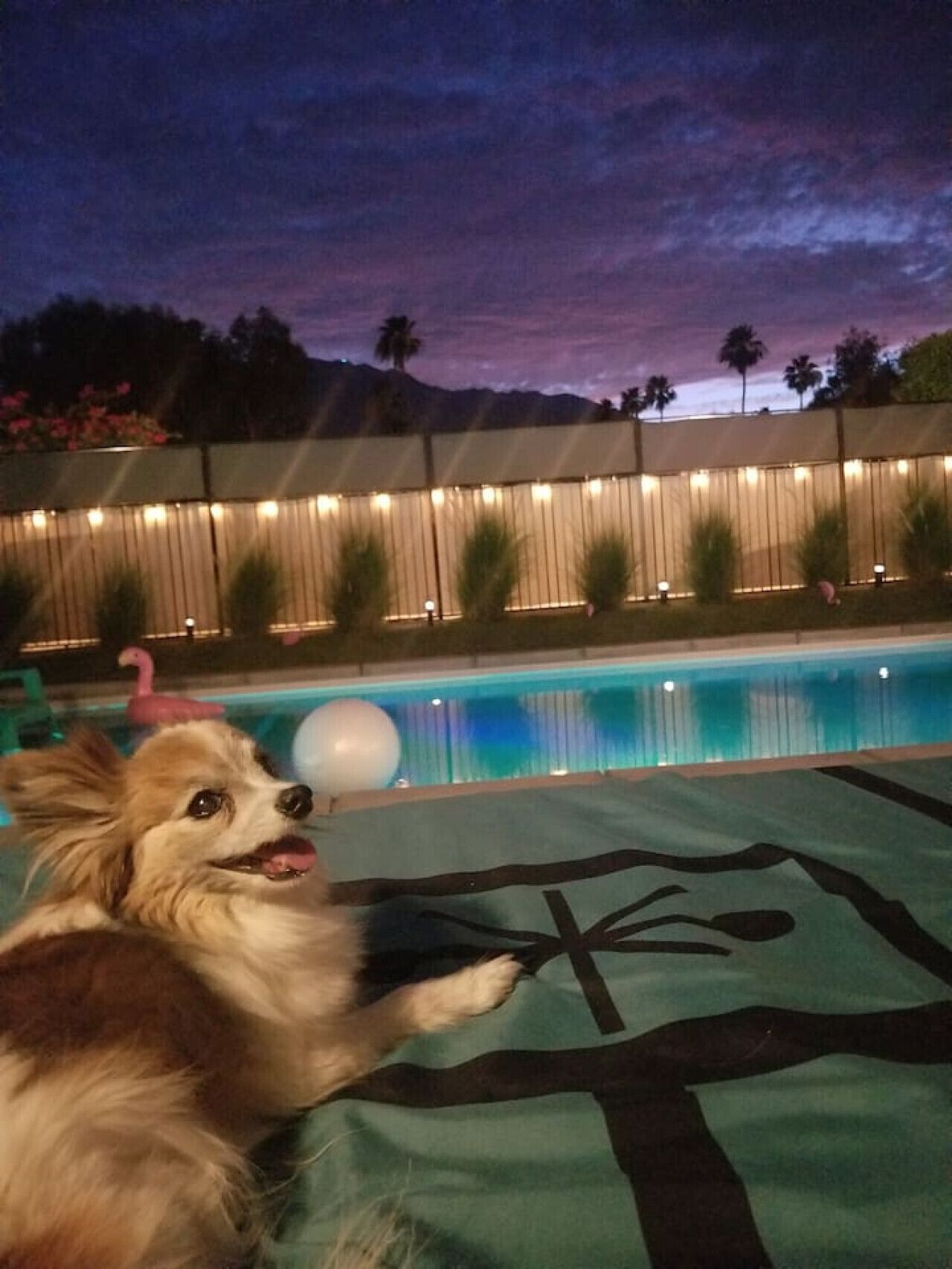 Une zone autour d’une piscine, avec un chien allongé sur une serviette, une clôture illuminée et un ciel dégagé.