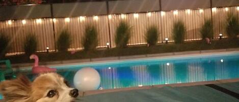 Une zone autour d’une piscine, avec un chien allongé sur une serviette, une clôture illuminée et un ciel dégagé.