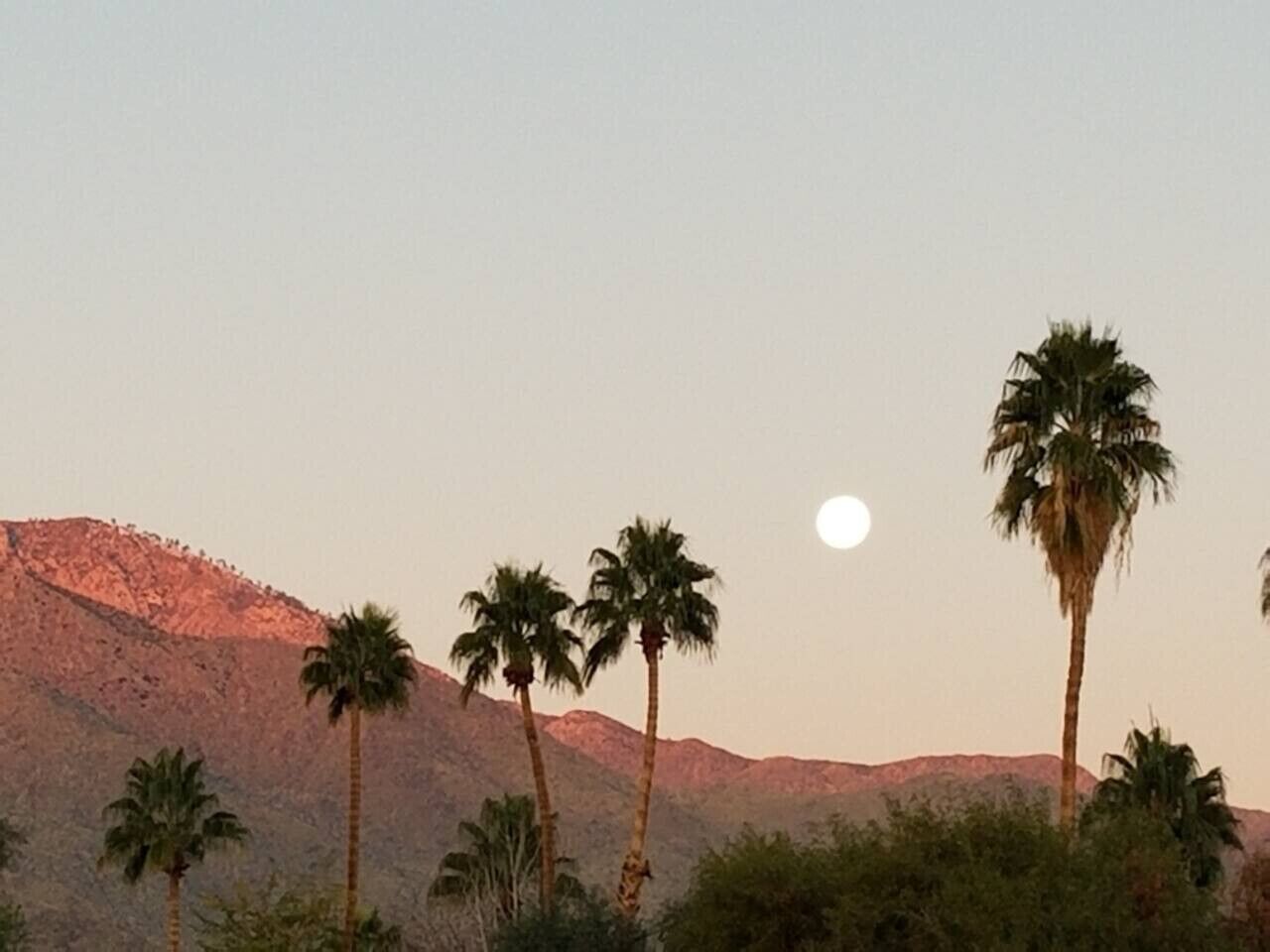 A desert landscape with palm trees and a mountain in the background.