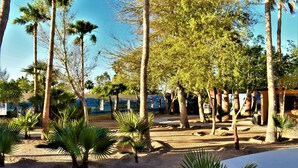A landscaped area with palm trees and a sandy ground, likely part of a resort or hotel property. - HACIENDA MONARCAS RESORT (Puerto Peñasco)