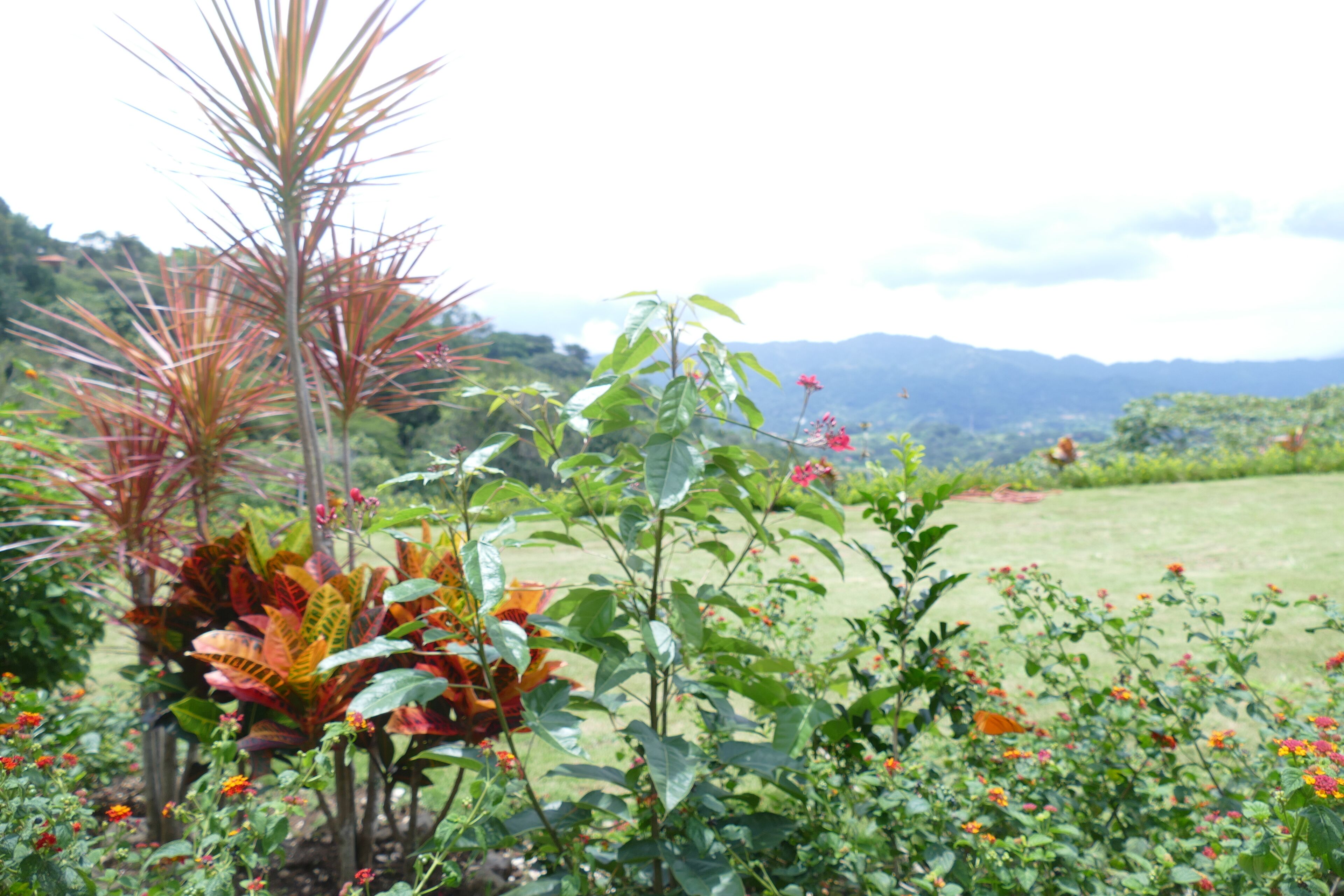 Pemandangan dari hartanah