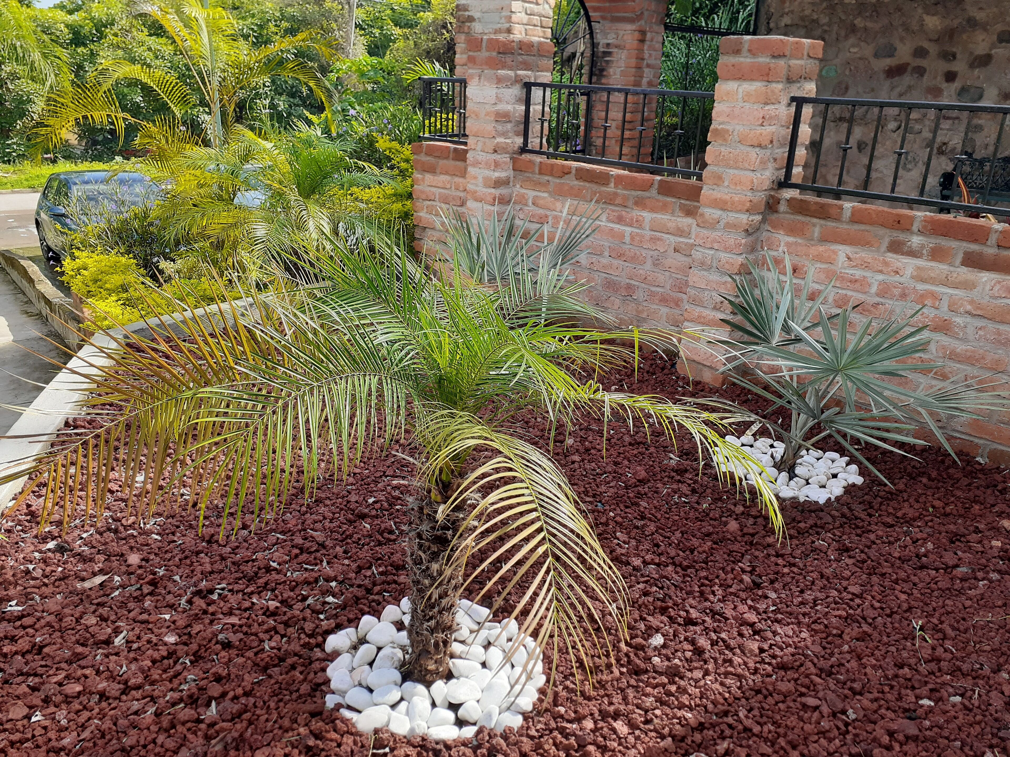 A landscaped garden with a palm tree, succulents, and a brick wall.