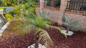 A landscaped garden with a palm tree, succulents, and a brick wall. - La Villa Palmier Your quiet House (Puerto Vallarta)