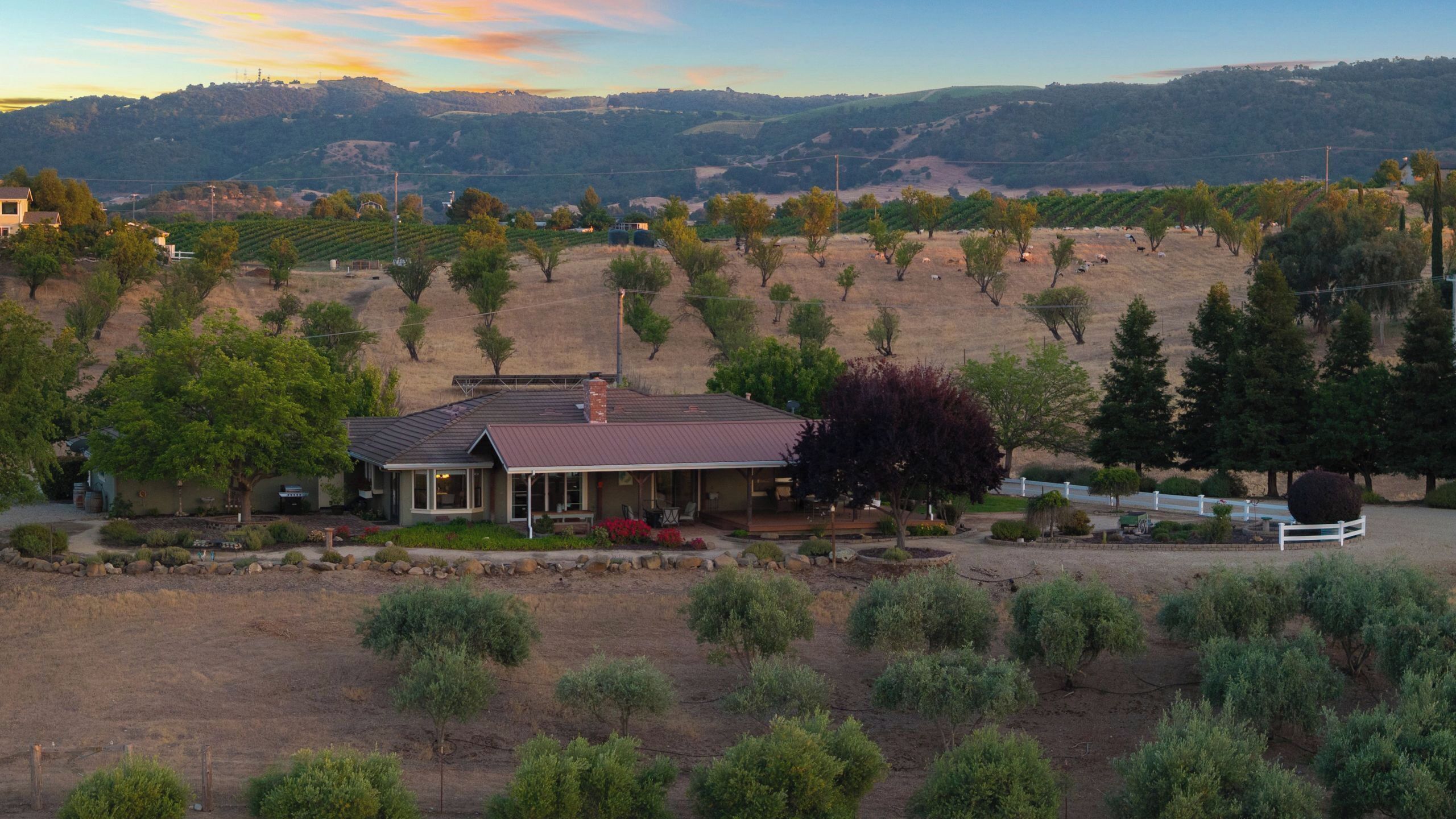 A house with a patio, surrounded by a vineyard and trees.
