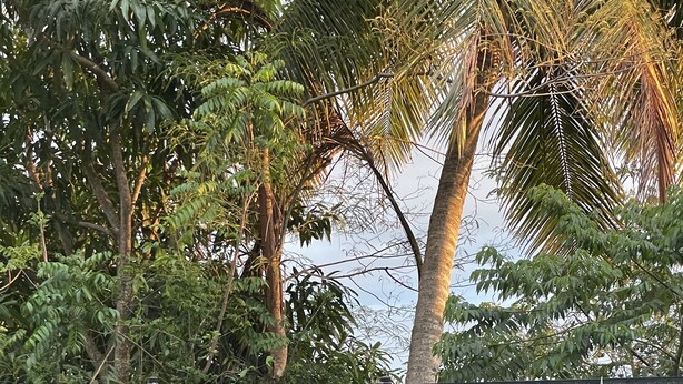 A swimming pool with lounge chairs and string lights, surrounded by lush greenery and a stone wall. - Ocean View Home with private pool and parking. Sleeps 13 (Rincon)