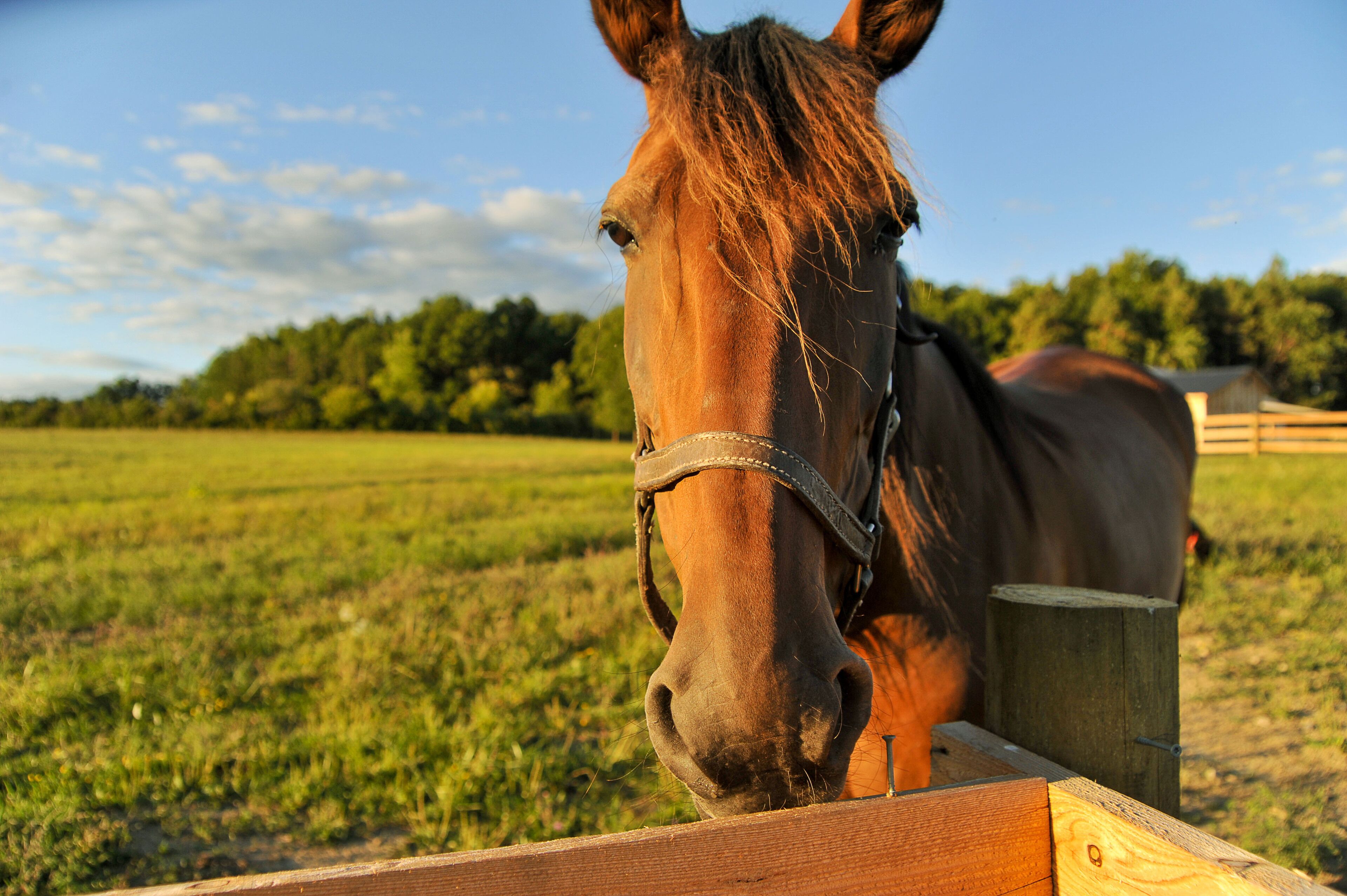 A horse standing behind a wooden fence in a grassy field.