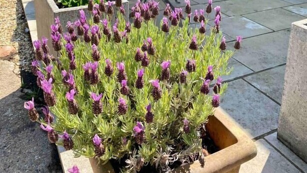 A stone building with a patio area featuring a table and chairs, surrounded by flower beds with lavender plants. - Romantic hideaway cottage, near Bridport, Dorset (Bridport)