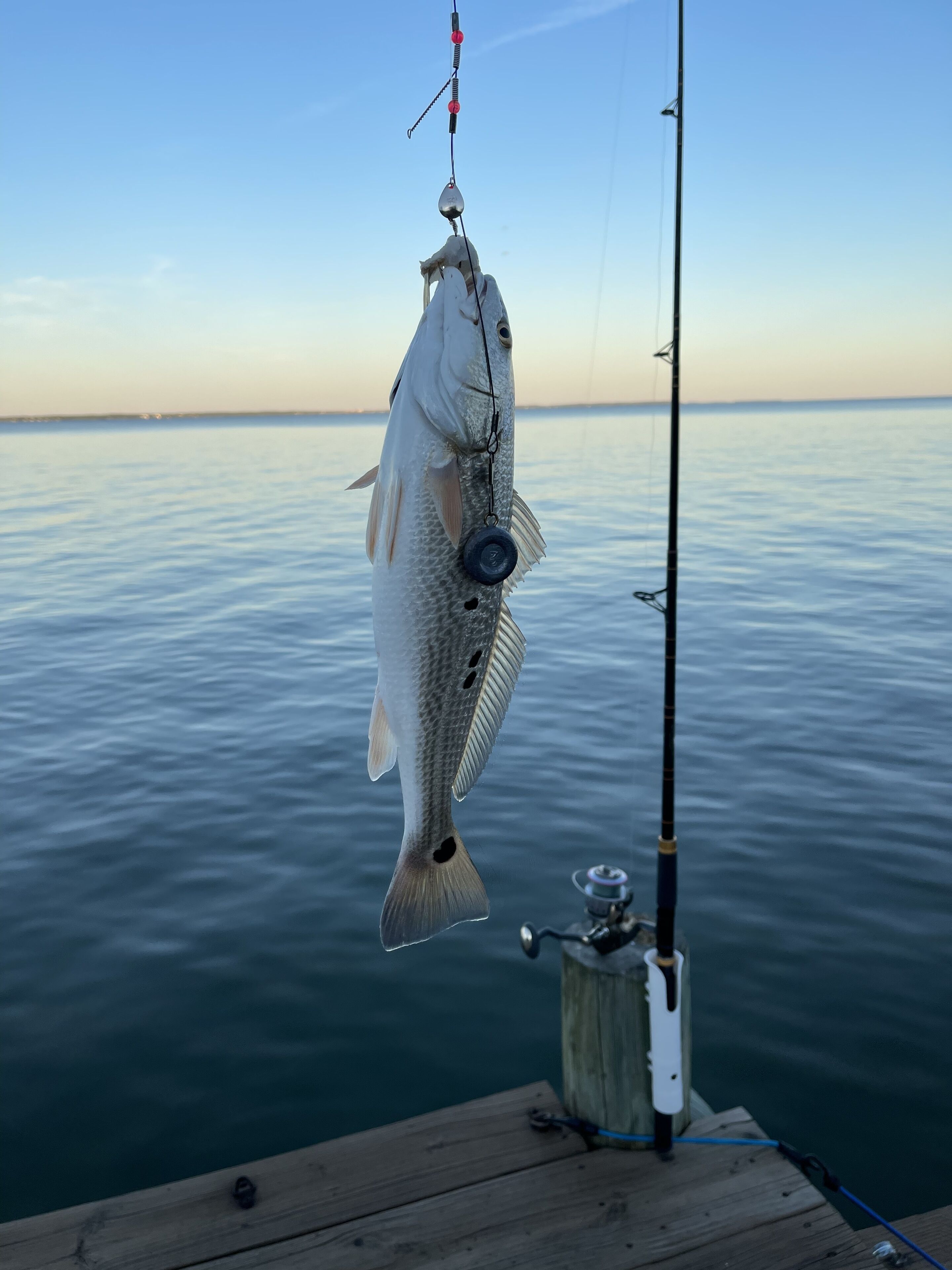 A fishing rod with a fish hanging on it, a wooden dock, and calm water in the background.