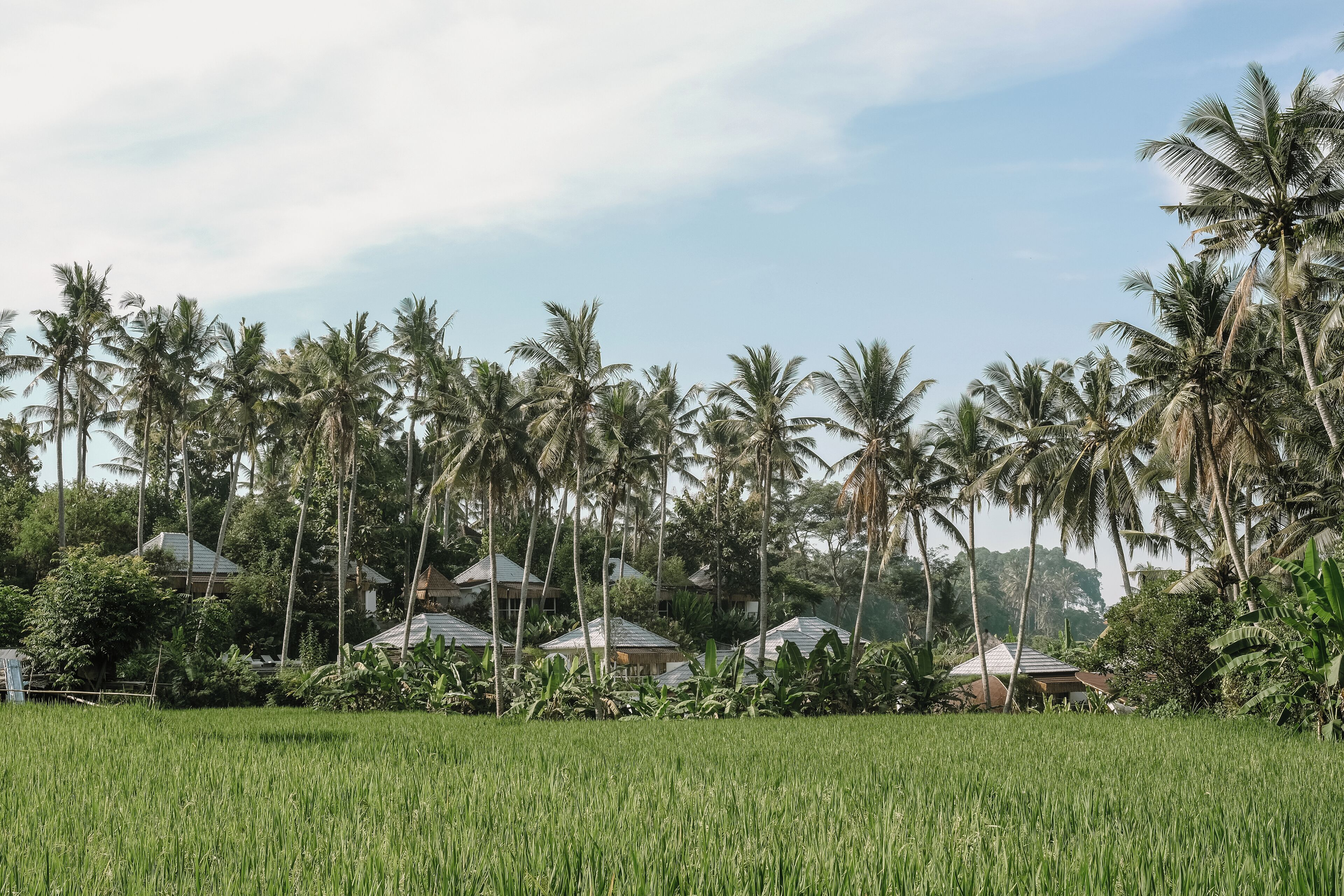 A lush green field with tall palm trees and several houses with sloped roofs.