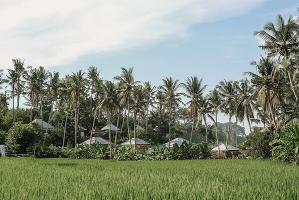 A lush green field with tall palm trees and several houses with sloped roofs. - Hot Stone Club Ubud (Sukawati)