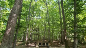 A forested area with a central stone structure, surrounded by tall trees and a ground covered with leaves. - Appartement au Calme Dans Residence Avec Piscine, Entouré de Foret (Bœrsch)