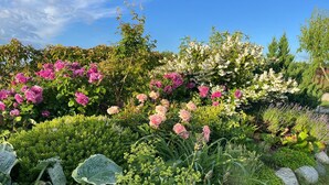 Un jardin agrémenté de diverses plantes à fleurs et d’arbustes, notamment des variétés à fleurs roses et blanches, ainsi que d’un éventail de feuillages verts.