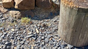 Un área con fogón rodeado de rocas, un tocón de madera y un sendero de grava.