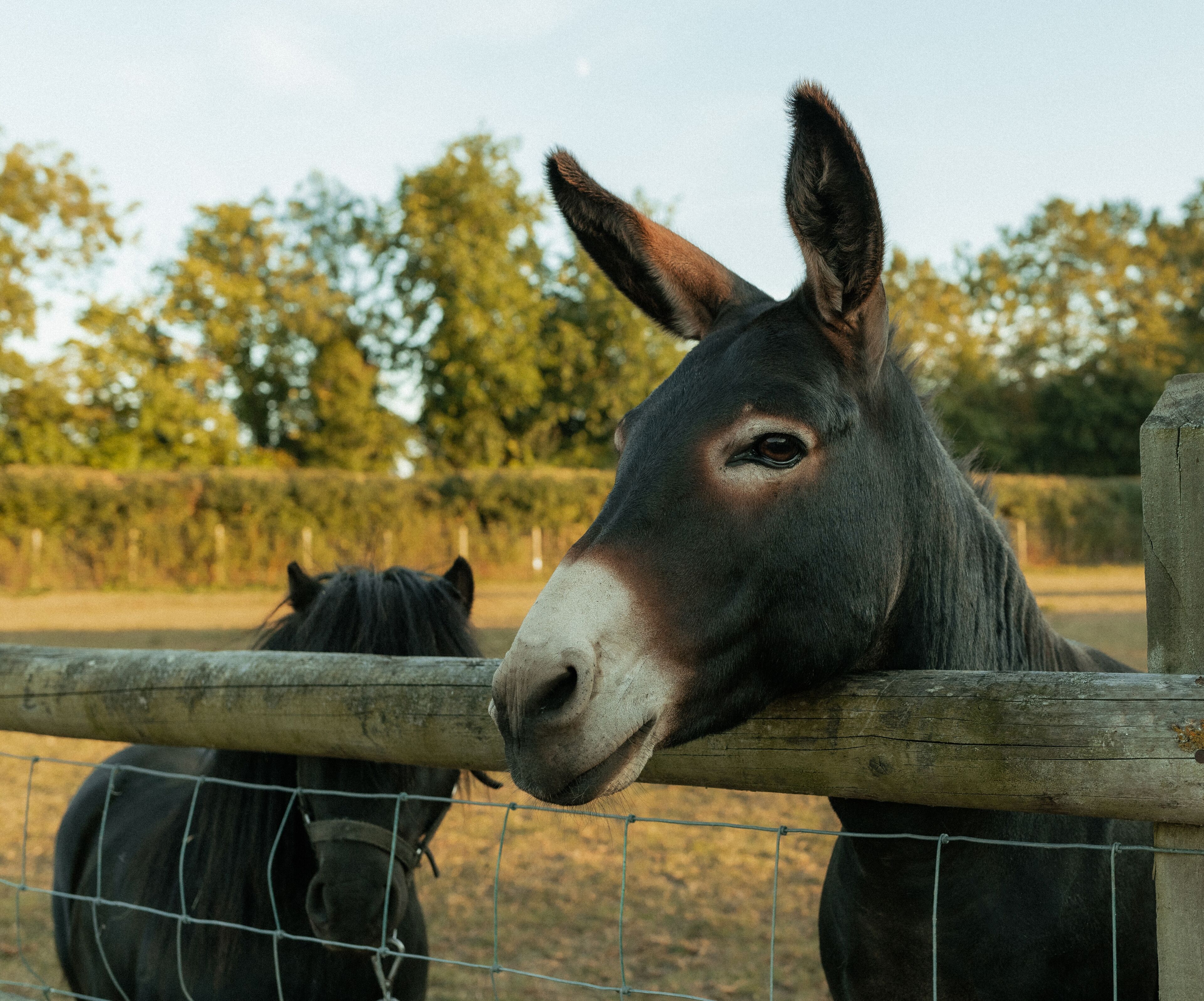 A stable with two horses.