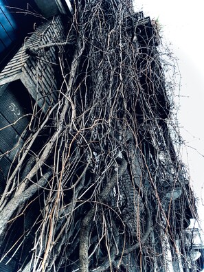 A building with dense, overgrown vegetation and a rough, textured exterior.