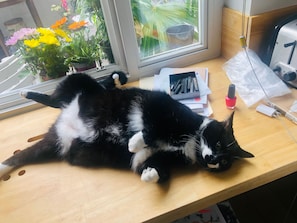 A black and white cat lying on a wooden desk near a window with a view of potted plants and a building.