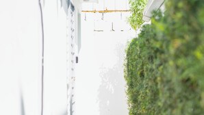 Un estrecho sendero de hormigón bordeado por paredes blancas y un seto verde.